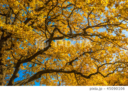 Autunm trees in the park, perfect fall scenery 45090106