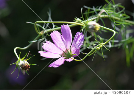 コスモス 45090107