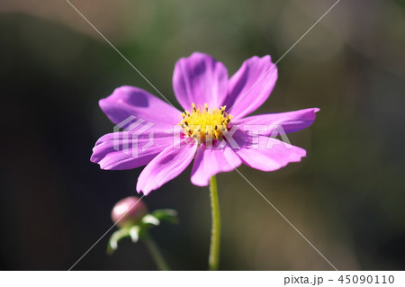 コスモス 45090110