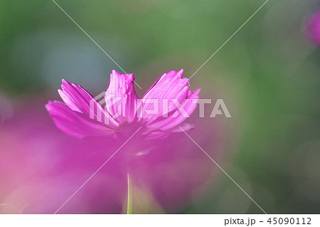 コスモス 45090112