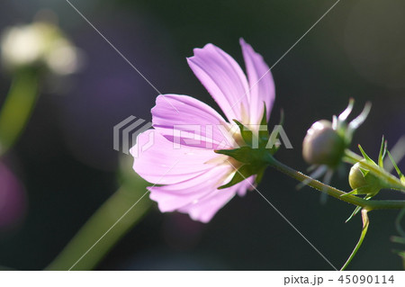 コスモス 45090114