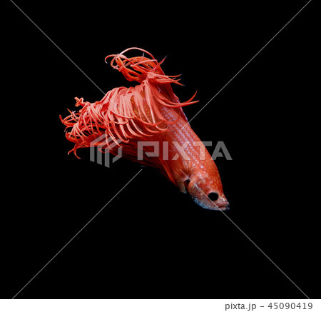 Siamese fighting fish on black background. 45090419