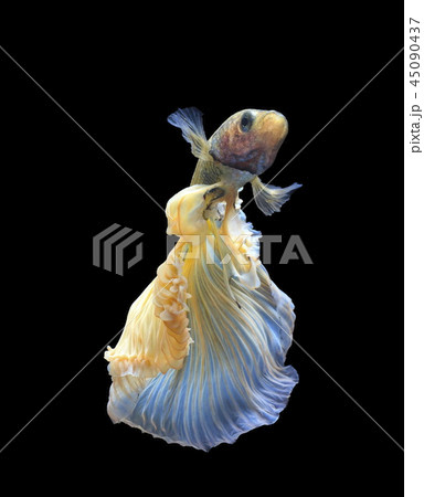 Siamese fighting fish on black background. Siamese fighting fish on black background. 45090437