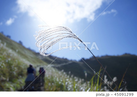 秋の曽爾高原 45091299