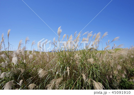 秋の曽爾高原 45091910