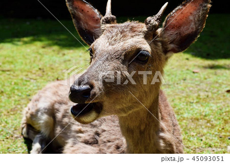 シカ シカ 45093051