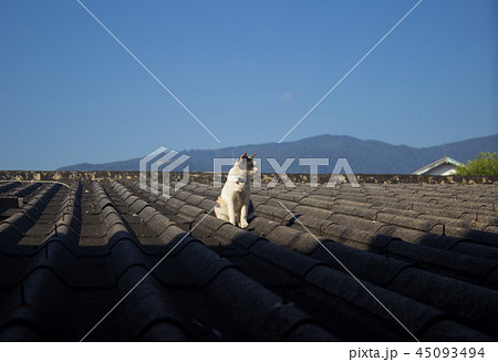 The cat basking in the sun on the rooftop The cat basking in the sun on the rooftop 45093494