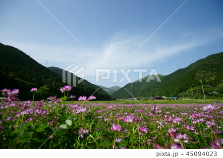 北はりま 山間の花畑 北はりま 山間の花畑 45094023