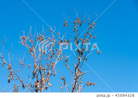 秋　枯れた花粉症の草　ブタクサ 45094326