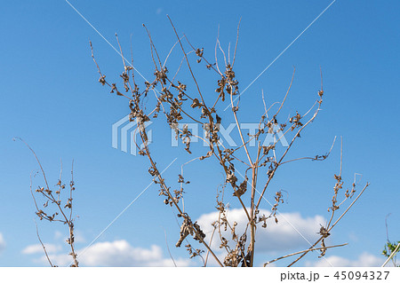 秋　枯れた花粉症の草　ブタクサ 45094327