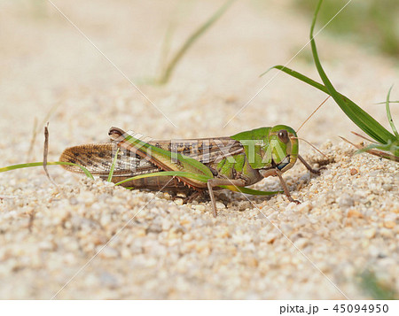 トノサマバッタ 45094950