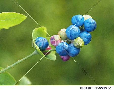 イシミカワ イシミカワ 45094972