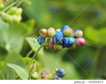 イシミカワ 45094973