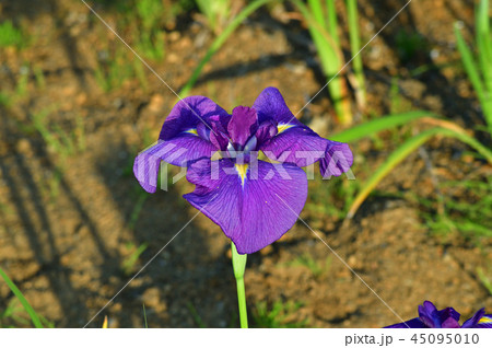 画像中央部の花菖蒲の花に焦点を定めてクローズアップで撮影した写真 画像中央部の花菖蒲の花に焦点を定めてクローズアップで撮影した写真 45095010