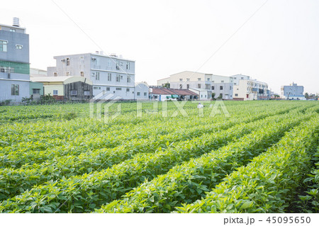 農家 農夫 農民 45095650