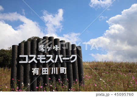 鷲ヶ峰コスモスパーク(和歌山県) 鷲ヶ峰コスモスパーク(和歌山県) 45095760