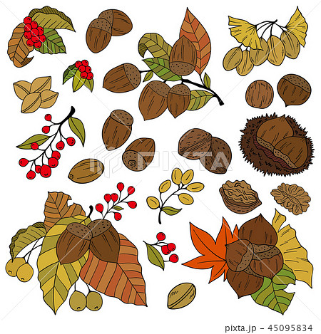 秋の植物イラストのイラスト素材