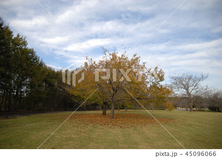 ある公園・紅葉真っ盛り 45096066