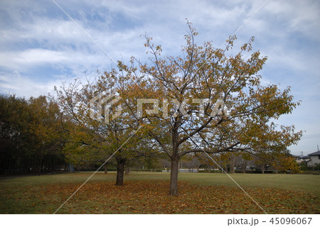 ある公園・紅葉真っ盛り 45096067