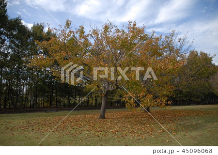 ある公園・紅葉真っ盛り 45096068