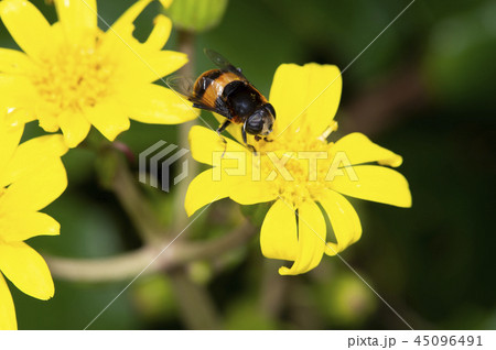 オオハナアブ 45096491