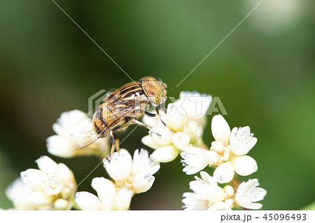 キゴシハナアブ 45096493