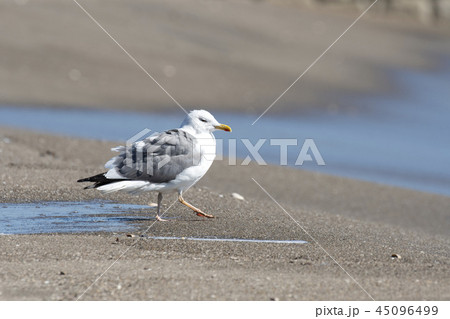 セグロカモメ 45096499