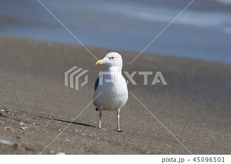 セグロカモメ 45096501
