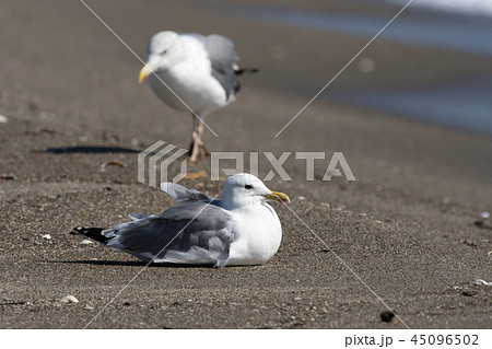 セグロカモメ セグロカモメ 45096502