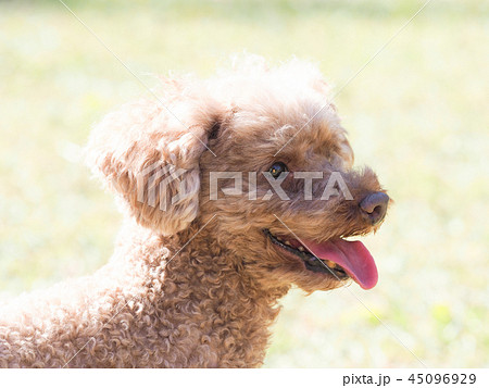 舌を出して笑うトイプードルの写真素材 [45096929] - PIXTA