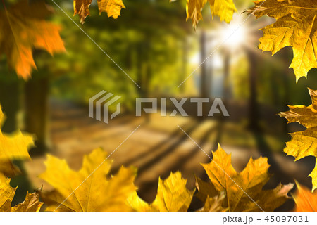 Landscape i the forest in the sunny day. 45097031