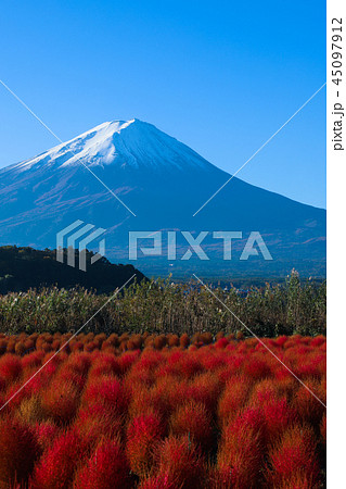 富士山とコキア 大石公園の写真素材