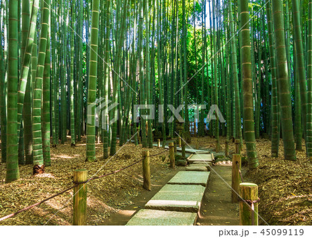 鎌倉 報国寺 竹の庭 鎌倉 報国寺 竹の庭 45099119