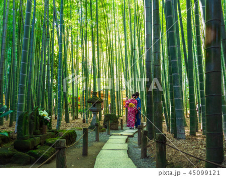鎌倉 報国寺 竹の庭 鎌倉 報国寺 竹の庭 45099121