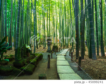 鎌倉　報国寺　竹の庭 45099241