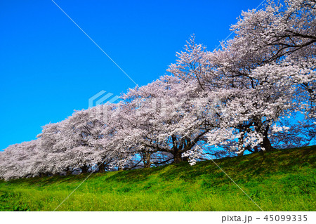 桜景 淀川河川公園 桜景 淀川河川公園 45099335