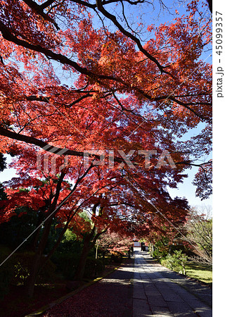 養源院　紅葉 45099357