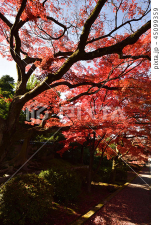 養源院　紅葉 45099359