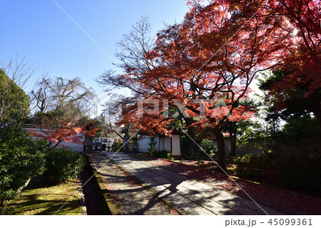 養源院 紅葉 養源院 紅葉 45099361