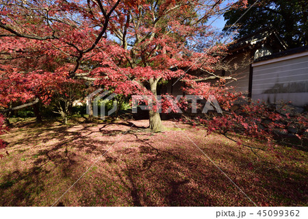 養源院　紅葉 45099362