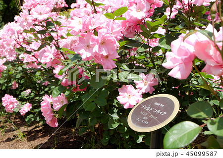 ピンク バラ ドナルドプライアー ピンク バラ ドナルドプライアー 45099587