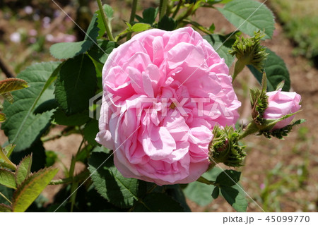 ピンク バラ シャポー・ドゥ・ナポレオン ピンク バラ シャポー・ドゥ・ナポレオン 45099770