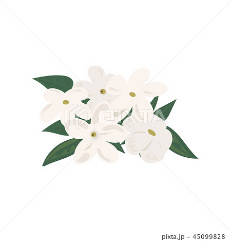 Branch of blooming jasmine flowers vector  45099828