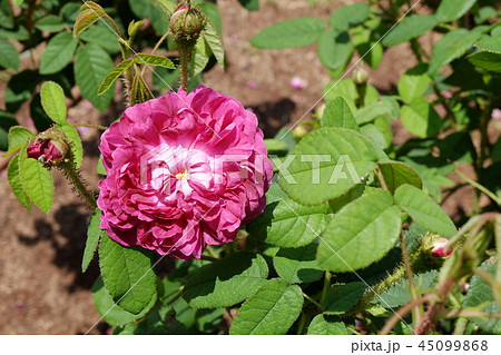 ピンクのバラ キャプテンジョンイングラムの写真素材