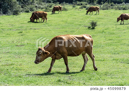 動物 牧場 済州島 45099879