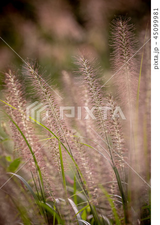 ねこじゃらし 45099981