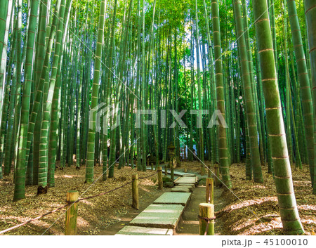 鎌倉　報国寺　竹の庭 45100010