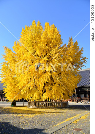 イチョウの木　黄金の花 45100058