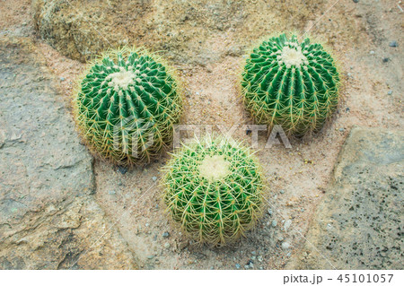 Cactus in the garden. 45101057