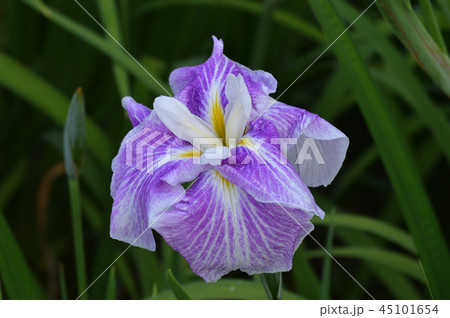 画像中央部の花菖蒲の花に焦点を定めてクローズアップで撮影した写真 画像中央部の花菖蒲の花に焦点を定めてクローズアップで撮影した写真 45101654